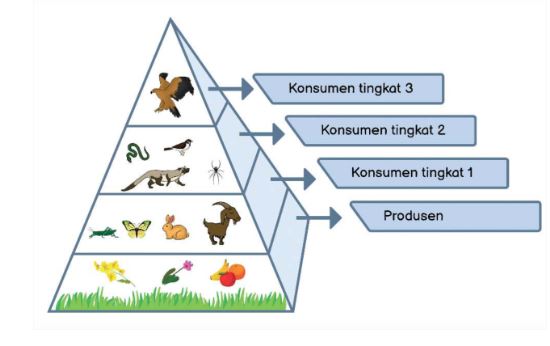 Soal IPAS Kls 5 SD Bab 2.2 : Harmoni dalam Ekosistem