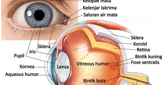 Soal IPAS Kls 5 SD Bab 1.2 : Melihat karena Cahaya, Mendengar karena Bunyi