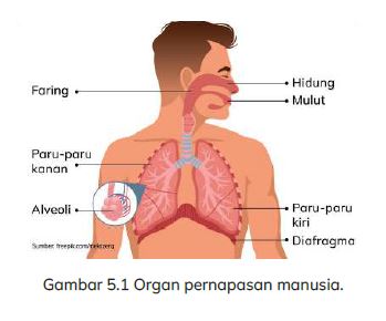 Soal IPAS Kls 5 SD Bab 5.1 : Bagaimana Kita Hidup dan Bertumbuh